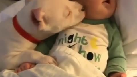 Love between animal and child