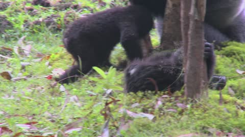 Adorable baby gorillas playing in the Jungle Captured in Rwanda