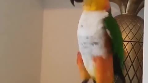 How happy in this bird