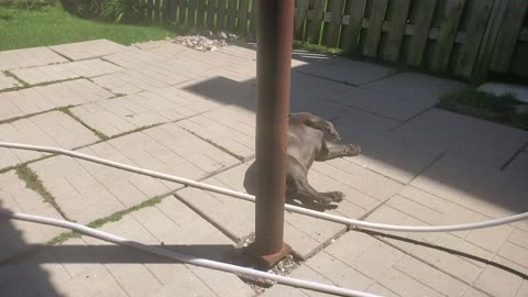 He loves doing this.. especially when the sun is out