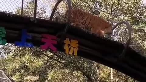 Tiger 🐅 climbing