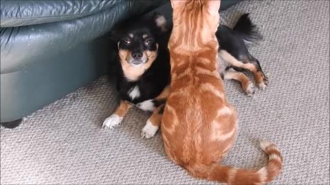 Cat wants to cuddle but Dog isn't bothered