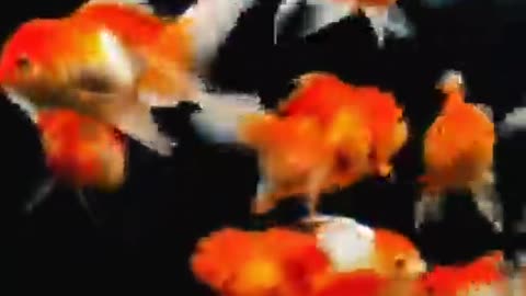 Goldfish