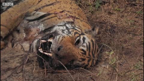 Tiger Grieves Her Dead Mate | BBC Earth