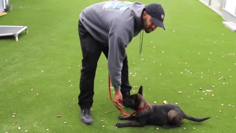 Puppy Training with Cali K9® Dog Training