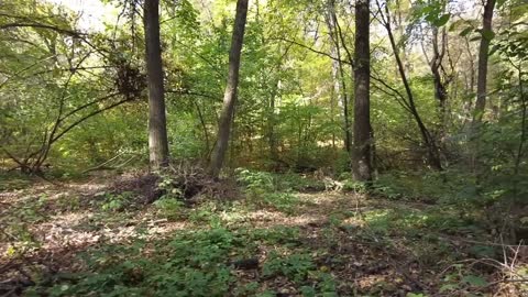 VILLAGE LIFE in UKRAINE | Mushrooms Picking