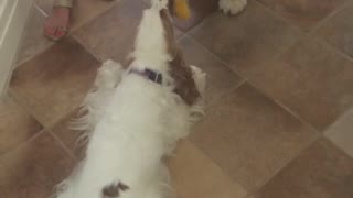 Two white dogs with long ears have stalemate over duck toy