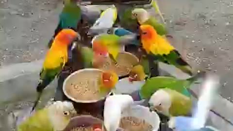 Watch the parrot eating
