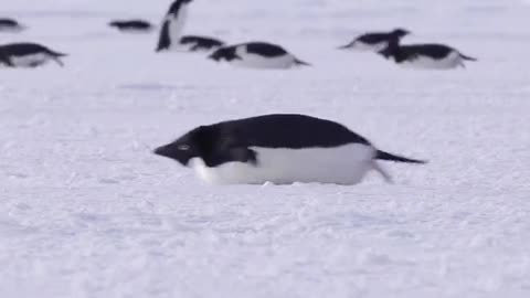 Rush Hour In Antarctica