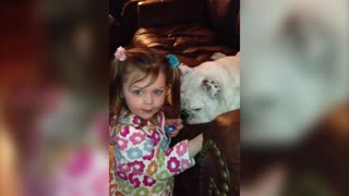 Bulldog Gets Spa Treatment By Baby Sister