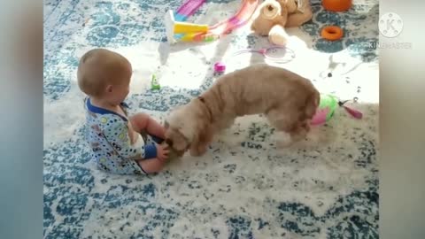 Cutest Babies dogs & Funniest and Cutest Labrador Puppies