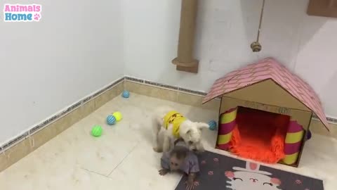 BiBi monkey has fun playing with puppy and cats