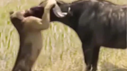 Buffalo vs lion fight