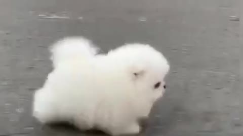 Is it a running cotton candy Mini Cute Pomeranian Boo Dog TikTok Video #funnydogs #funnyanimals