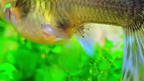 fish give birth babies