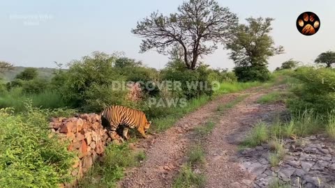 Male Tiger Chasing Jeep in Ranthambore National Park