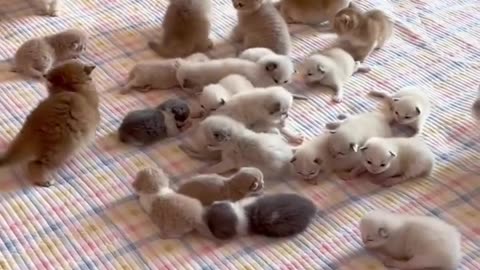 kittens playing on the bed.😲😲
