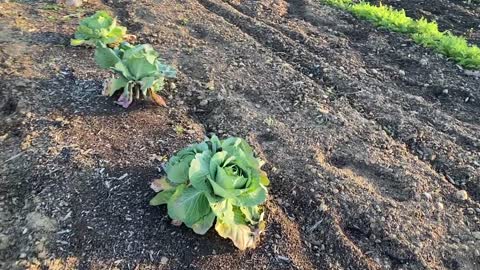 Planting Onions on February 3, 2021