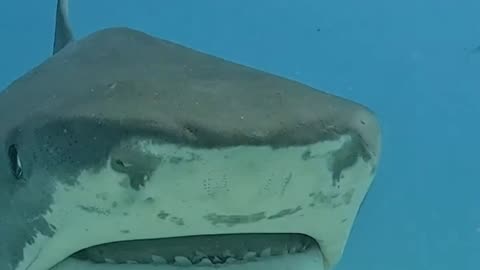 Tiger Shark smile