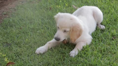 Cute puppy playing itself in outdoors.