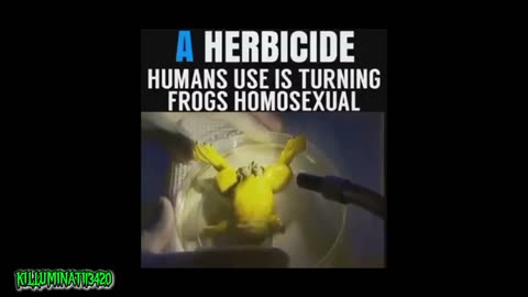 Alex Jones Was Right - They're Turning The Frogs Gay.