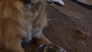 Hungry pup begs for dinner at lunchtime