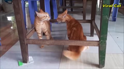 Cats Fighting and Meowing - These Two are bloody brothers|viral cat
