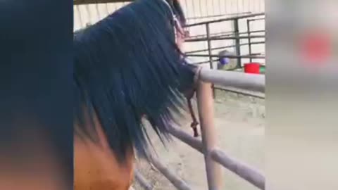 Mustang Splashes Owner With Water And Smiles About It
