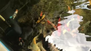 a collection of koi fish in a small pond