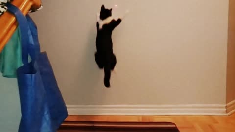 Watch this cat's impressive vertical leap in slow motion!