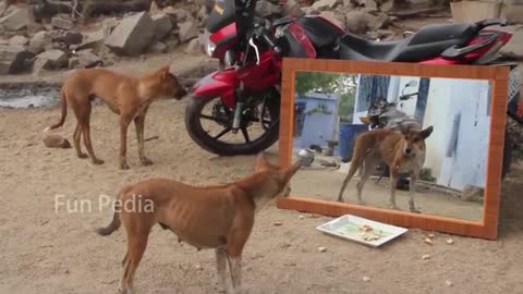 Mirror Pranks with some Dogs So Funny vedio😂😂😂😂😂😂