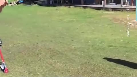 These locals restocked a lake with trout, this method of rehoming fish is very odd looking