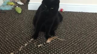 Black cat playing with rope