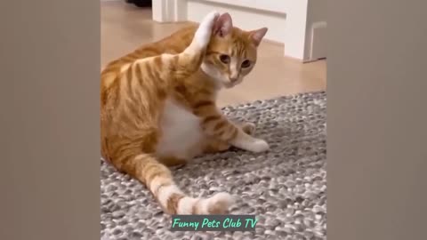 Funny Animal Videos 🤣 Funniest Cats and Dogs Videos 2024 😁