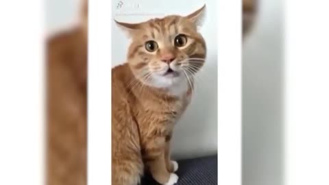 Funniest Cats and Dogs 🐱🐶 Compilation 5