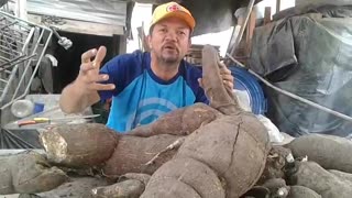 Cosechan yuca gigante en Turbaco