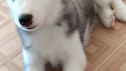 How a husky puppy barks