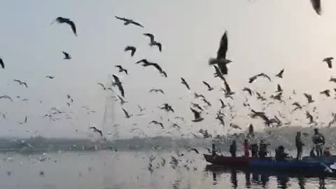 Beautiful Birds Flying Video