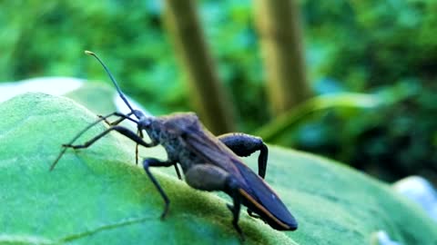 INSECTS: The Muscle Bug 2
