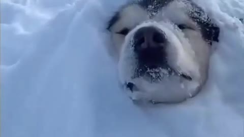 Husky dog ​​playing with its owner in the snow, beautiful scenery