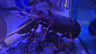 Crayfish