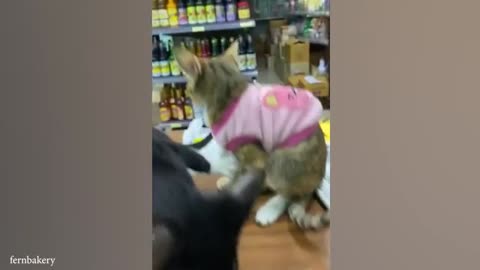 These funny Cats will make you lough super hard