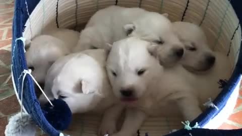 Mother dog gave birth to a litter of cubs