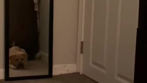 Puppy Barks and Tries to Attack Their Own Reflection in the Mirror