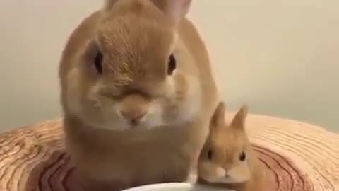 Cute and funny animals