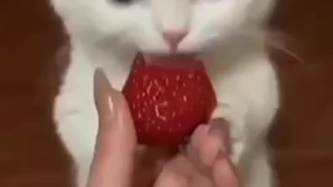 Funny cat eating strawberry video 🤣🤣