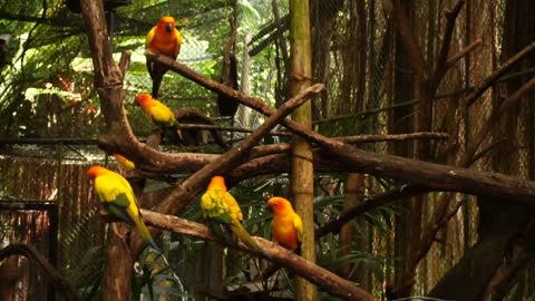 Slow motion parrots in birdcage in zoo, visitors interested in exotic members of fauna