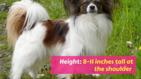 The Ultimate Guide to the Papillon Dog..