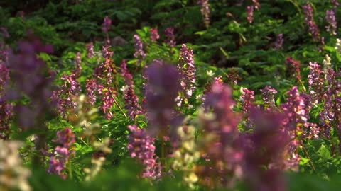 FLOWERS CAN DANCE!!! Amazing nature- Beautiful blooming flower time lapse video