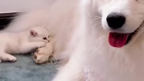 funniest cute baby dog movement 😂😂
